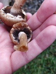 Lacrymaria lacrymabunda
