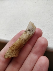 Lacrymaria lacrymabunda