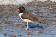 Haematopus palliatus