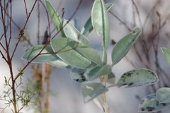 Lupinus cumulicola