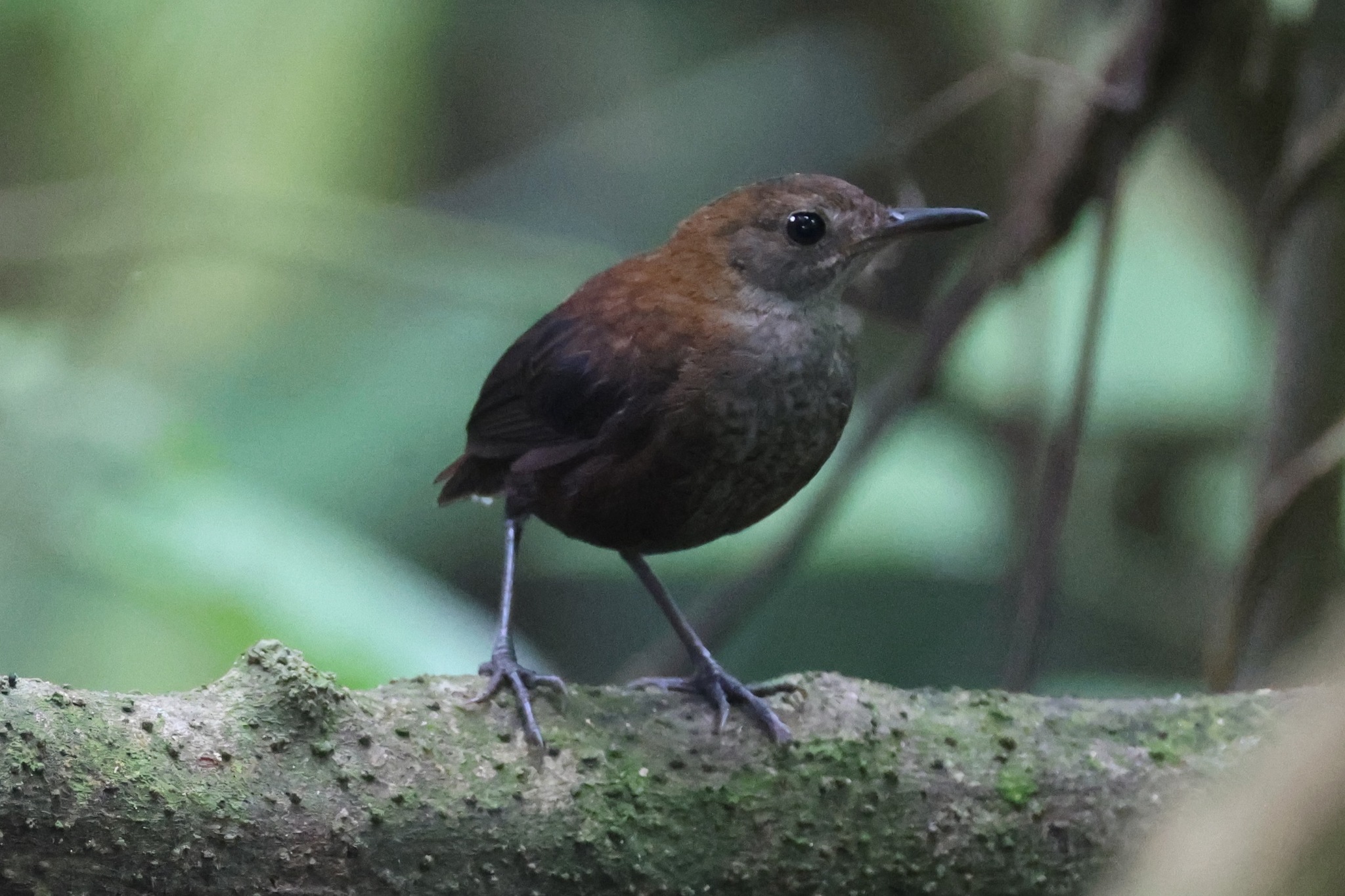 Southern Nightingale-Wren (Microcerculus marginatus), photo 2
