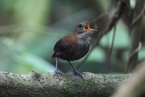 Southern Nightingale-Wren (Microcerculus marginatus)