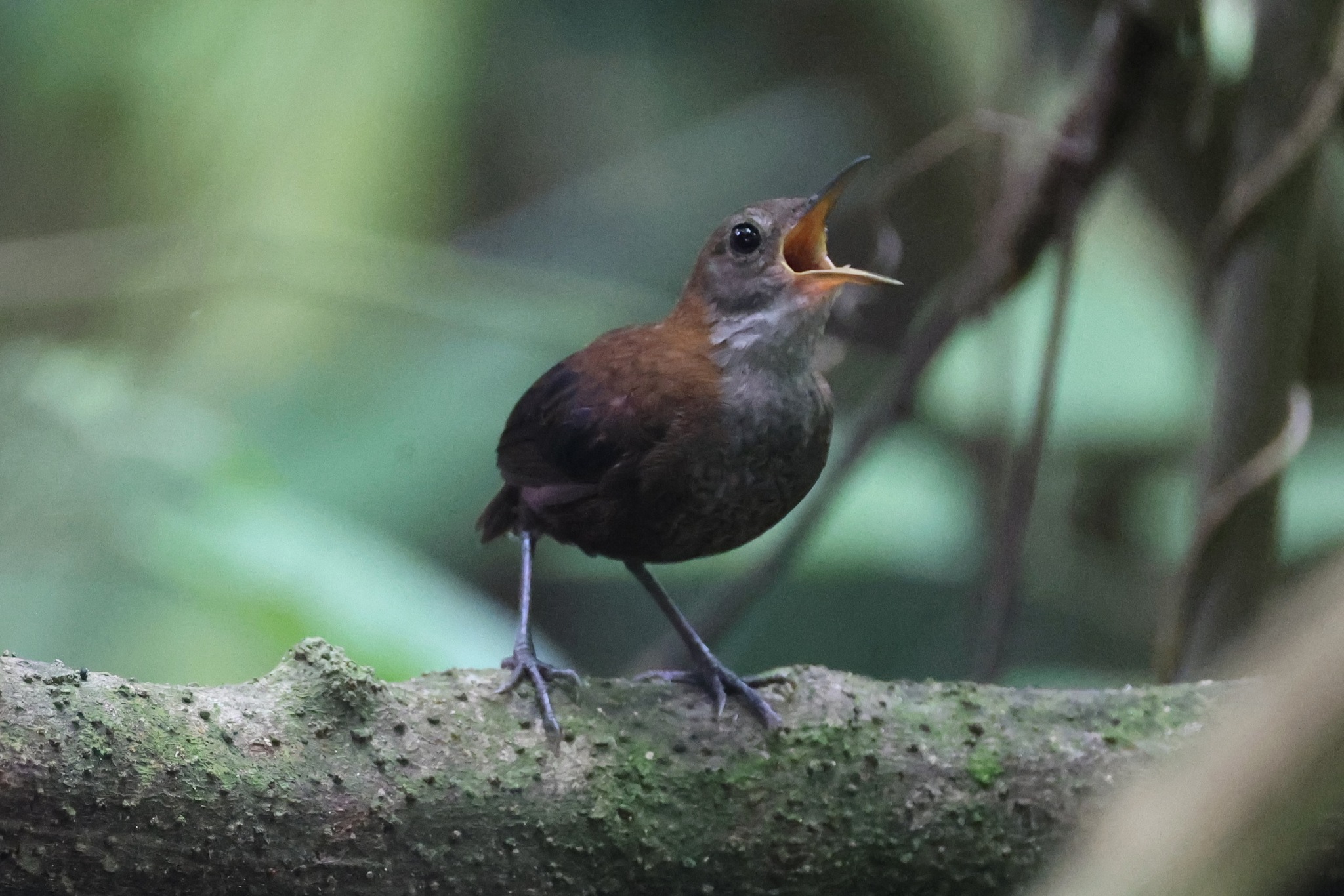 Southern Nightingale-Wren (Microcerculus marginatus), photo 1
