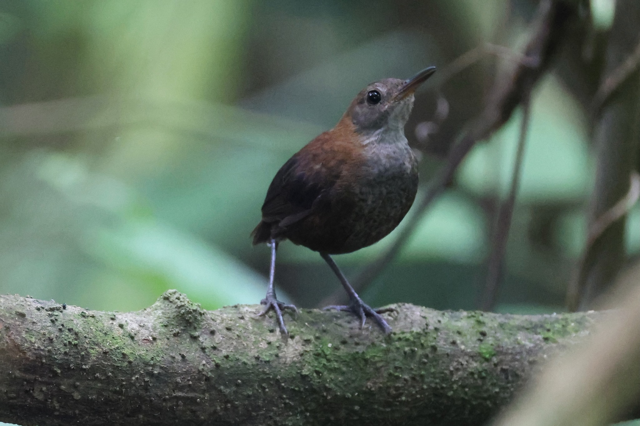 Southern Nightingale-Wren (Microcerculus marginatus), photo 9