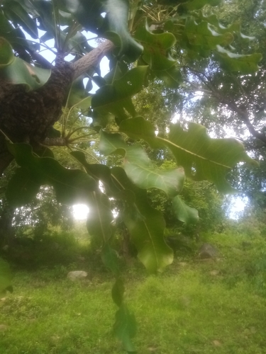 Shea Tree