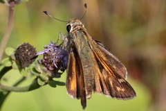 Atalopedes campestris huron