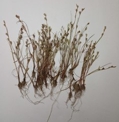 Juncus ranarius
