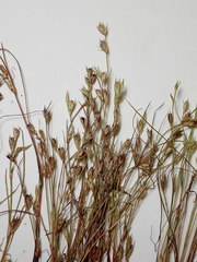 Juncus ranarius