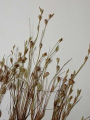 Juncus ranarius