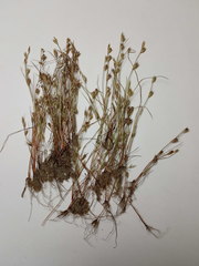 Juncus ranarius