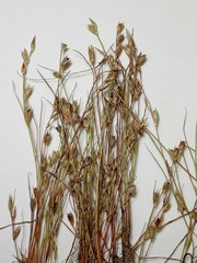 Juncus ranarius