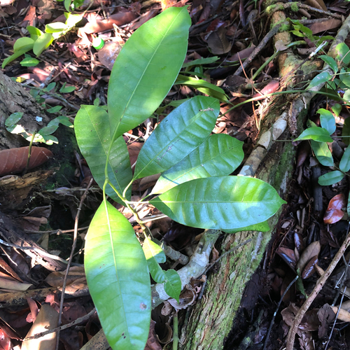 Mangifera parvifolia