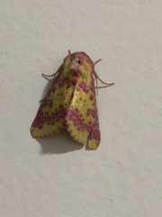 Psectrotarsia euposis