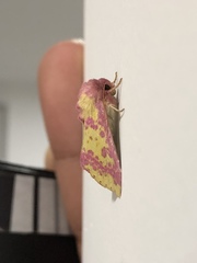 Psectrotarsia euposis