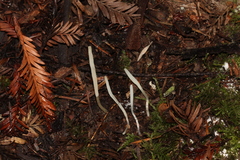 Clavaria acuta
