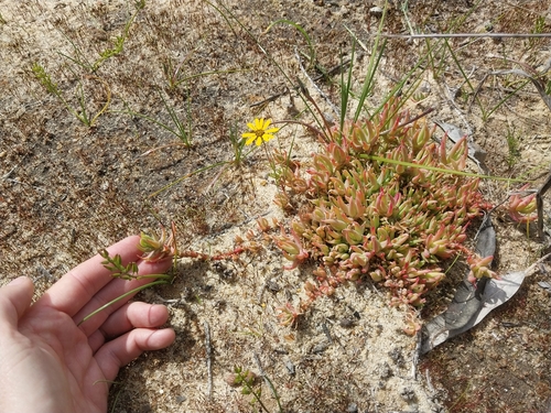 Mesembryanthemum pallens