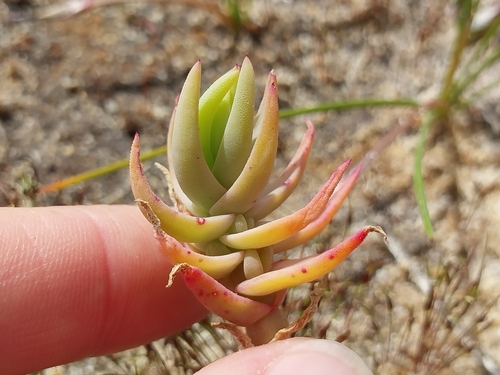 Mesembryanthemum pallens