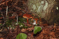 Clavaria acuta