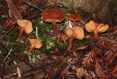 Clavaria acuta