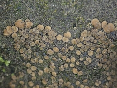 Pannaria immixta