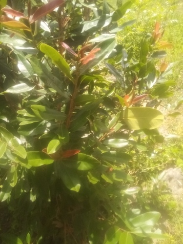 Water Pear