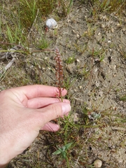 Triglochin bulbosa, photograph (c) De Waal Hugo, some rights reserved (CC BY)