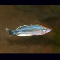 Pygmy Rainbowfish photo 5