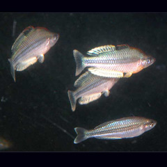 Pygmy Rainbowfish photo 4