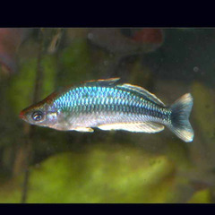 Pygmy Rainbowfish photo 3