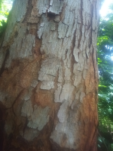 African mahogany
