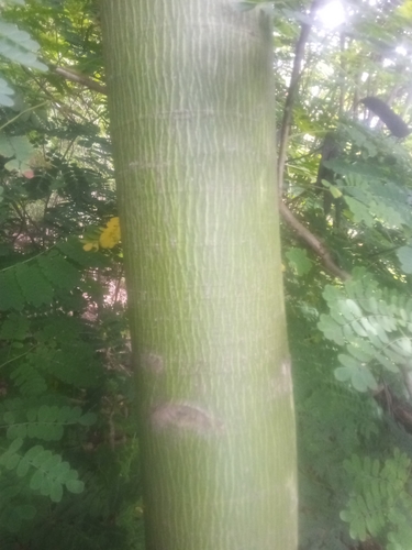 Kapok Tree