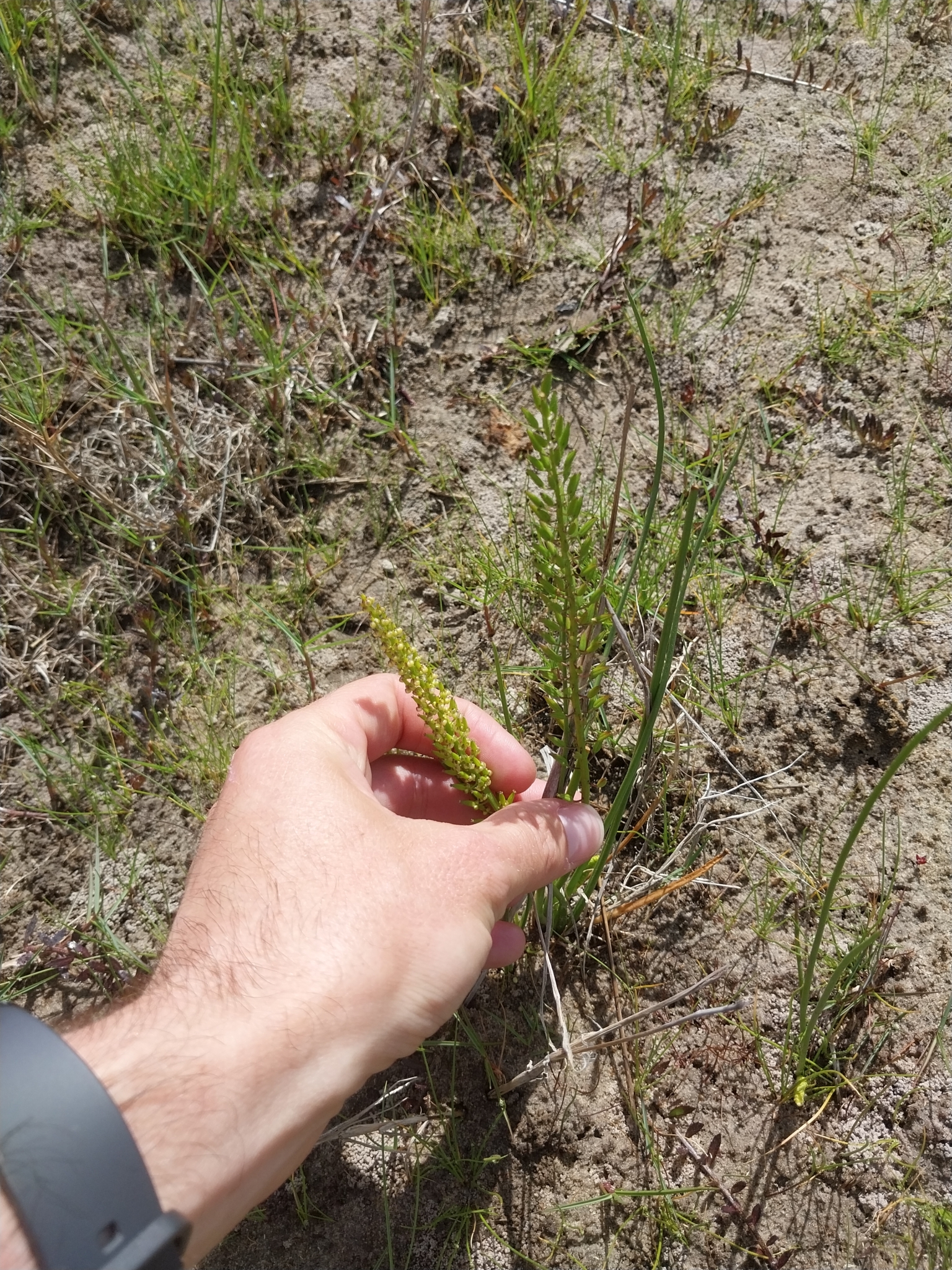 Bulb Arrowgrass (Triglochin bulbosa)