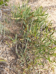 Acacia cupularis