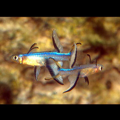 Blueback Blue-Eye photo 1