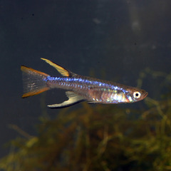 Blueback Blue-Eye photo 2