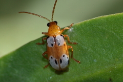 Diabrotica litterata