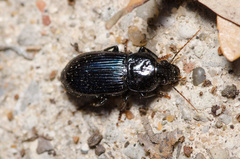 Aztecarpalus schaefferi