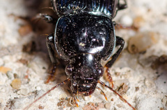 Aztecarpalus schaefferi