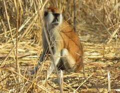 Heuglin's Patas Monkey photo 2