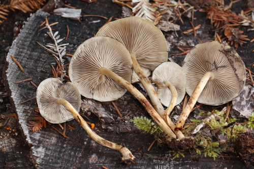 Smoky-gilled Hypholoma