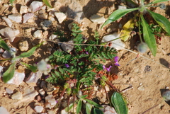 Erodium acaule