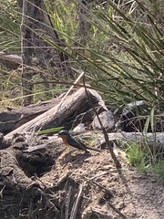 Myiagra cyanoleuca