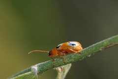 Diabrotica litterata