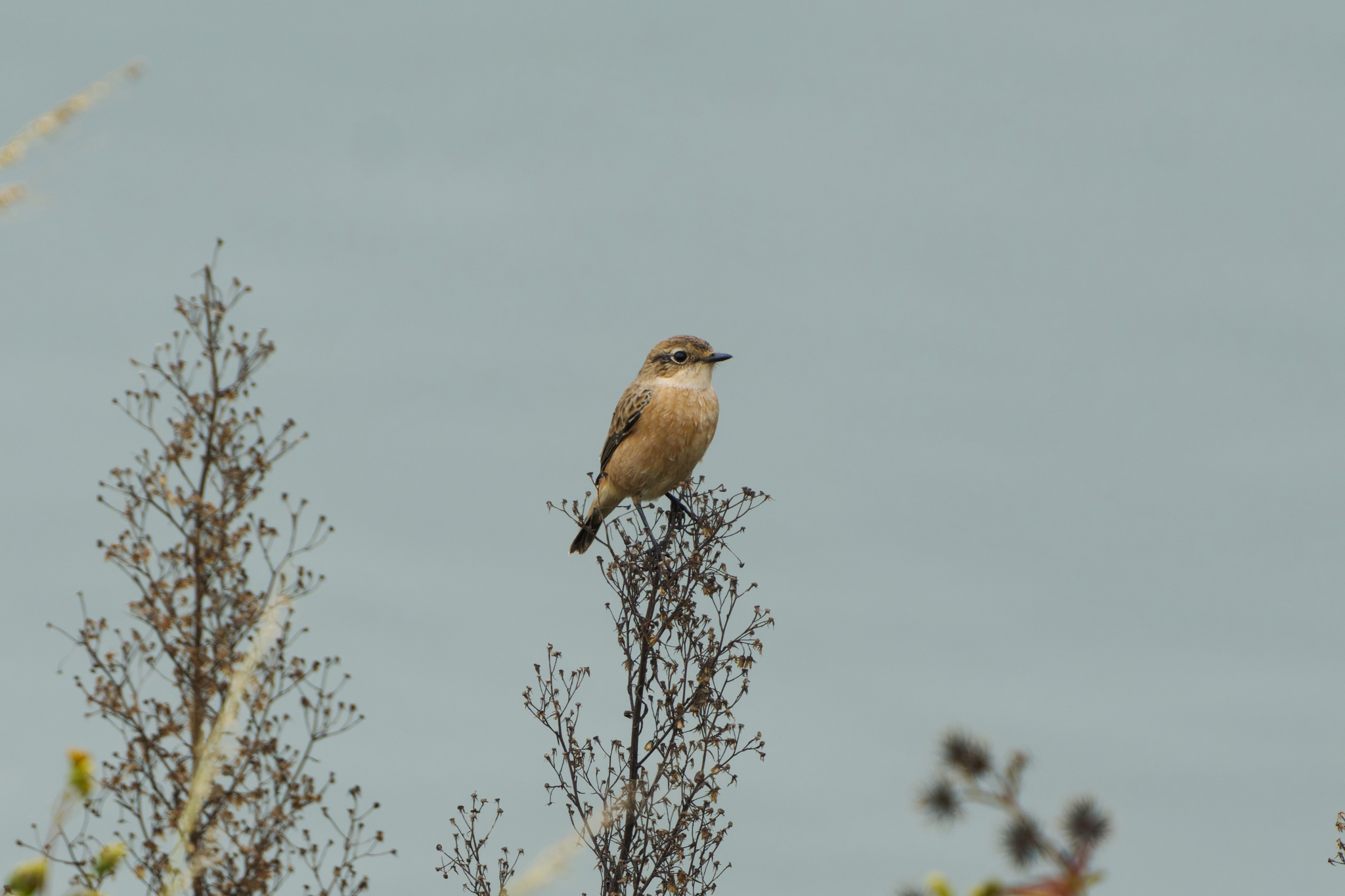 Siberian Stonechat