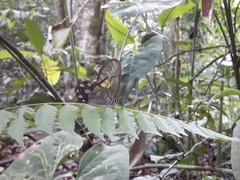 Pseudohaetera hypaesia