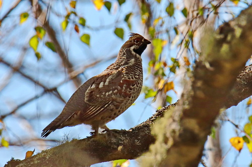 Hazel Grouse