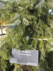 Picea omorika