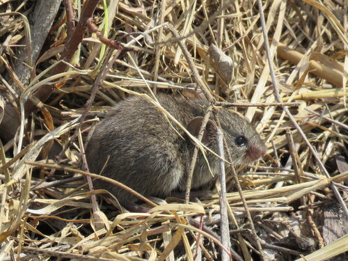 Northern Pygmy Mouse