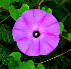 Ipomoea crinicalyx