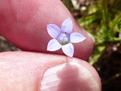Wahlenbergia insulae-howei
